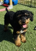 Hayden, a male Poodle - Miniature  for sale in Paxton, IL – Photo 1 of 7