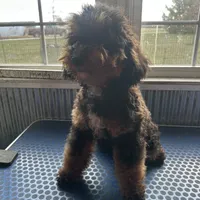 Hayden, a male Poodle - Miniature  for sale in Paxton, IL – Photo 6 of 7
