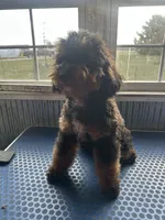 Hayden, a male Poodle - Miniature  for sale in Paxton, IL – Photo 6 of 7