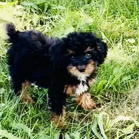 Hayden, a male Poodle - Miniature  for sale in Paxton, IL – Photo 3 of 7