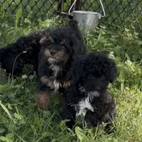Hayden, a male Poodle - Miniature  for sale in Paxton, IL – Photo 5 of 7