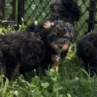 Hayden, a male Poodle - Miniature  for sale in Paxton, IL – Photo 4 of 7