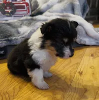 Leonard “LakeLynn” pet, a male Pembroke Welsh Corgi for sale in Paxton, IL – Photo 3 of 6