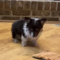 Leonard “LakeLynn” pet, a male Pembroke Welsh Corgi for sale in Paxton, IL – Photo 5 of 6