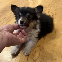 Leonard “LakeLynn” pet, a male Pembroke Welsh Corgi for sale in Paxton, IL – Photo 2 of 6