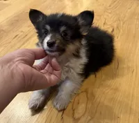 Leonard “LakeLynn” pet, a male Pembroke Welsh Corgi for sale in Paxton, IL – Photo 2 of 6