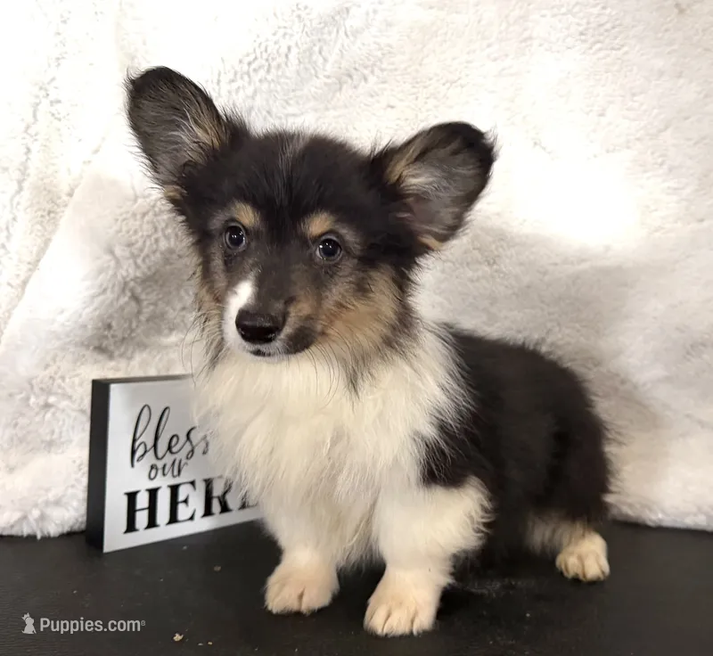 Leonard “LakeLynn” pet