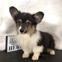 Leonard “LakeLynn” pet, a male Pembroke Welsh Corgi for sale in Paxton, IL – Photo 1 of 6