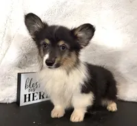 Leonard “LakeLynn” pet, a male Pembroke Welsh Corgi for sale in Paxton, IL – Photo 1 of 6