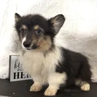 Leonard “LakeLynn” pet, a male Pembroke Welsh Corgi for sale in Paxton, IL – Photo 6 of 6