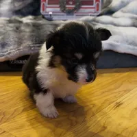 Leonard “LakeLynn” pet, a male Pembroke Welsh Corgi for sale in Paxton, IL – Photo 4 of 6