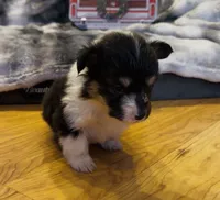 Leonard “LakeLynn” pet, a male Pembroke Welsh Corgi for sale in Paxton, IL – Photo 4 of 6