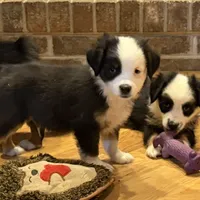 Collin “Ainsley” pet, a male Miniature American Shepherd for sale in Paxton, IL – Photo 5 of 8
