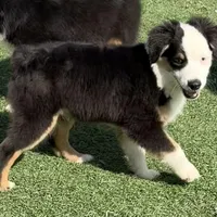 Collin “Ainsley” pet, a male Miniature American Shepherd for sale in Paxton, IL – Photo 8 of 8