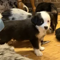 Collin “Ainsley” pet, a male Miniature American Shepherd for sale in Paxton, IL – Photo 4 of 8