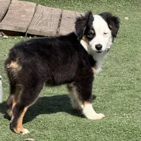 Collin “Ainsley” pet, a male Miniature American Shepherd for sale in Paxton, IL – Photo 2 of 8