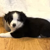 Collin “Ainsley” pet, a male Miniature American Shepherd for sale in Paxton, IL – Photo 7 of 8
