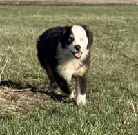 Collin “Ainsley” pet, a male Miniature American Shepherd for sale in Paxton, IL – 2 of 7