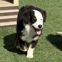 Collin “Ainsley” pet, a male Miniature American Shepherd for sale in Paxton, IL – Photo 1 of 8