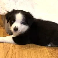 Collin “Ainsley” pet, a male Miniature American Shepherd for sale in Paxton, IL – Photo 3 of 8