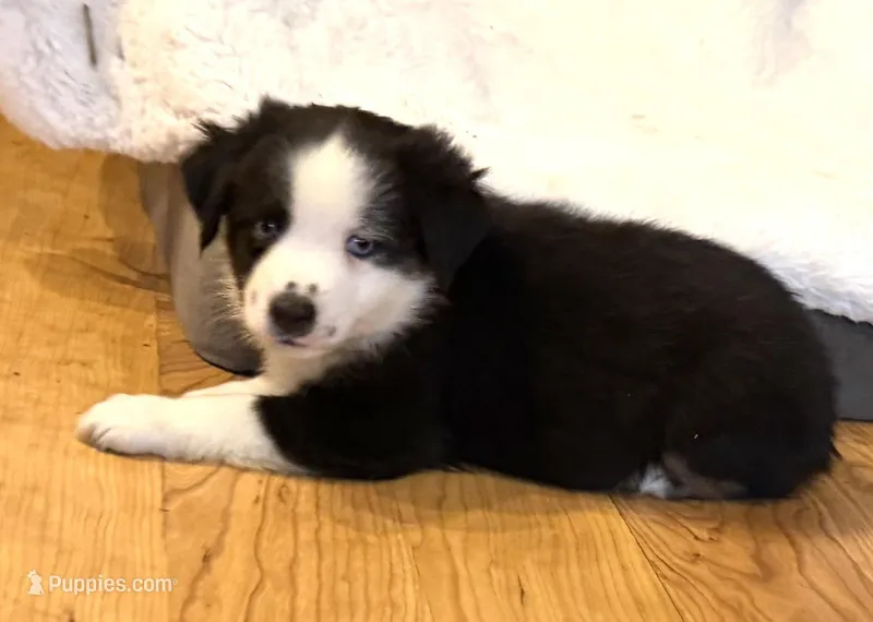Andy – Miniature American Shepherd puppy for sale in Paxton, IL