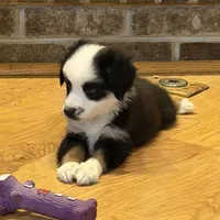 Panda “Ainsley”, a female Miniature American Shepherd for sale in Paxton, IL – Photo 9 of 10