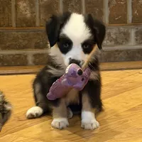 Panda “Ainsley”, a female Miniature American Shepherd for sale in Paxton, IL – Photo 3 of 10
