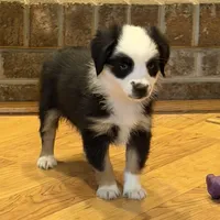 Panda “Ainsley”, a female Miniature American Shepherd for sale in Paxton, IL – Photo 6 of 10