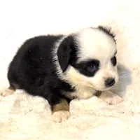 Panda “Ainsley”, a female Miniature American Shepherd for sale in Paxton, IL – Photo 5 of 10