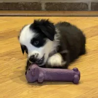 Panda “Ainsley”, a female Miniature American Shepherd for sale in Paxton, IL – Photo 10 of 10