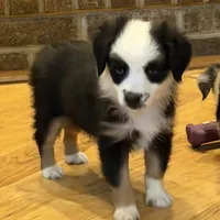 Panda “Ainsley”, a female Miniature American Shepherd for sale in Paxton, IL – Photo 1 of 10
