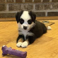Panda “Ainsley”, a female Miniature American Shepherd for sale in Paxton, IL – Photo 2 of 10