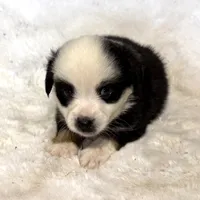 Panda “Ainsley”, a female Miniature American Shepherd for sale in Paxton, IL – Photo 4 of 10