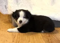 Andy, a male Miniature American Shepherd for sale in Paxton, IL – Photo 2 of 2