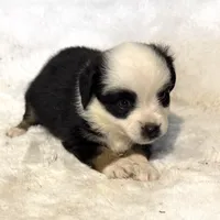 Panda “Ainsley”, a female Miniature American Shepherd for sale in Paxton, IL – Photo 8 of 10