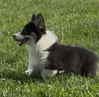 Sahara “Josie”, a female Pembroke Welsh Corgi for sale in Paxton, IL – 9 of 10