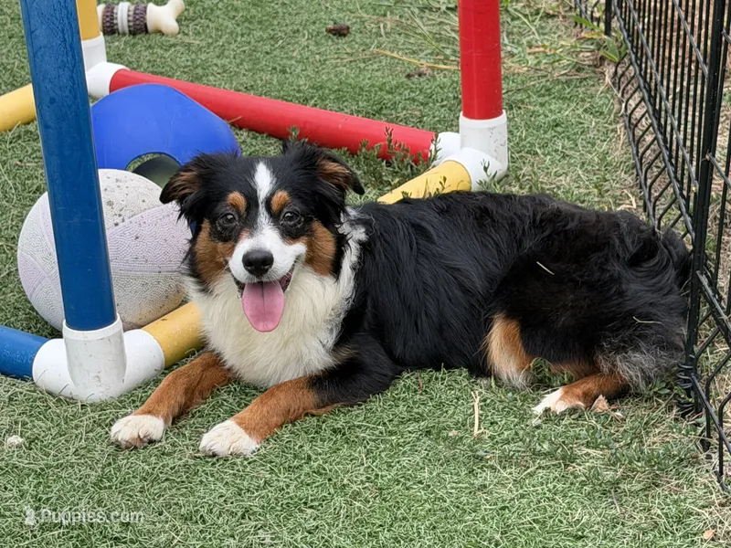 Happy “Hazel” pet only  – Miniature American Shepherd puppy for sale in Paxton, IL