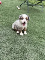 Birdie , a female Miniature American Shepherd for sale in Paxton, IL – 4 of 7