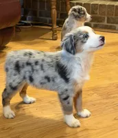 processed/c71a5250-56b3-4e9c-874f-b0f3d904917d/listing/97484bd4-3040-4d2c-bb88-5853e3657770/018be5b9-0a70-414c-af79-5dfffddb9075