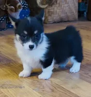 Raegan “Josie” , a female Pembroke Welsh Corgi for sale in Paxton, IL – Photo 6 of 8