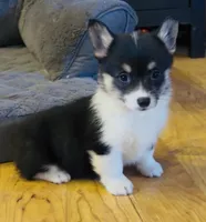 Raegan “Josie” , a female Pembroke Welsh Corgi for sale in Paxton, IL – Photo 1 of 8