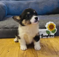 Raegan “Josie” , a female Pembroke Welsh Corgi for sale in Paxton, IL – Photo 8 of 8