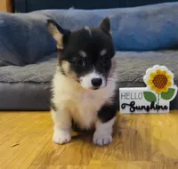 Raegan “Josie” , a female Pembroke Welsh Corgi for sale in Paxton, IL – Photo 7 of 8