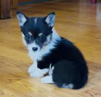 Raegan “Josie” , a female Pembroke Welsh Corgi for sale in Paxton, IL – Photo 5 of 8
