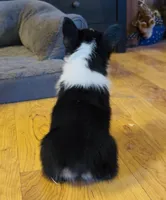 Raegan “Josie” , a female Pembroke Welsh Corgi for sale in Paxton, IL – Photo 3 of 8