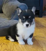 Raegan “Josie” , a female Pembroke Welsh Corgi for sale in Paxton, IL – Photo 2 of 8