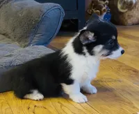 Raegan “Josie” , a female Pembroke Welsh Corgi for sale in Paxton, IL – Photo 4 of 8