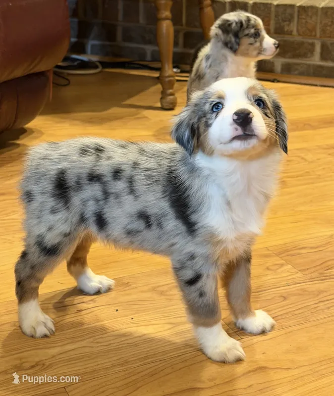 Sugar  “Ainsley”