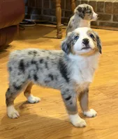 processed/c71a5250-56b3-4e9c-874f-b0f3d904917d/listing/97484bd4-3040-4d2c-bb88-5853e3657770/eb6851f0-79fe-48cb-81b8-da7a647195dc