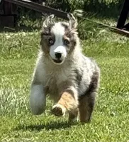 Bobby “Birdie”, a male Miniature American Shepherd for sale in Paxton, IL – 2 of 3